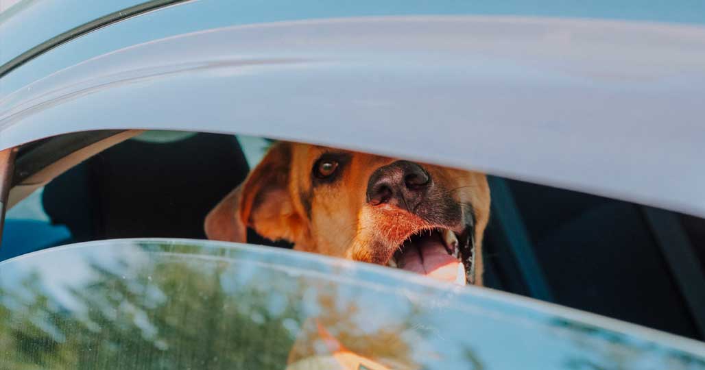 hot-dog-in-car-extreme-heat-waves